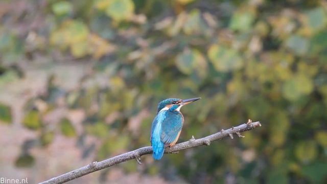Footage of a kingfisher (IJsvogel Kingfisher Alcedo atthis) смотреть онлайн