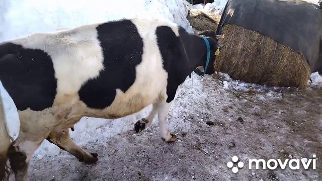 КАК ПОЖИВАЕТ НАШ НОВОРОЖДЁННЫЙ! ПРИГОТОВЛЕНИЕ БРЫНЗЫ. смотреть онлайн