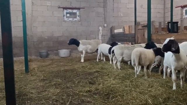 ДОРПЕР, ПОЧЕМУ ЛУЧШАЯ ПОРОДА ОВЕЦ? (личное мнение) смотреть онлайн