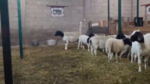 ДОРПЕР,  ПОЧЕМУ  ЛУЧШАЯ ПОРОДА ОВЕЦ? (личное мнение)