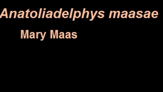 Crítica a Anatoliadelphys смотреть онлайн