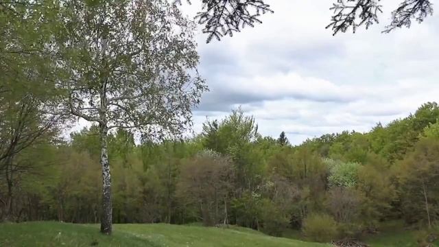 Расслабляющая музыка ветра и пения птиц на опушке леса. смотреть онлайн