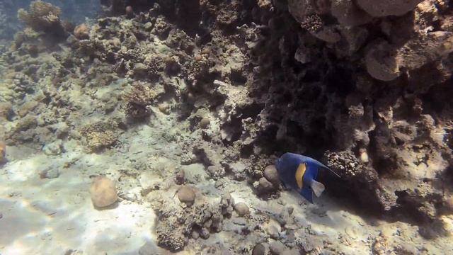 Pomacanthus maculosus - Жёлтопятнистая рыба ангел - Yellowbar angelfish смотреть онлайн