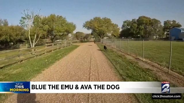 Blue the Emu and Ava the Dog смотреть онлайн