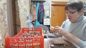 Пересаживаю фиалки второй день ,немного о себе .