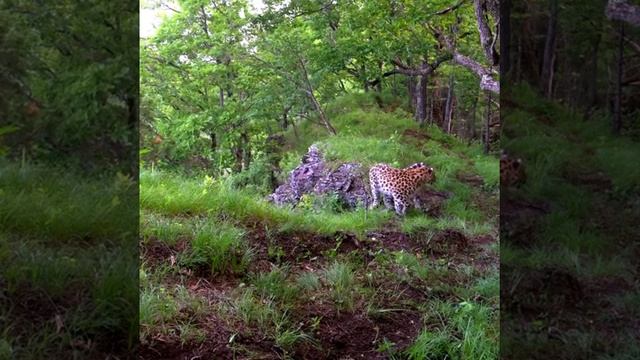 Леопард Дальневосточный Нац.парк Земля Леопарда. смотреть онлайн