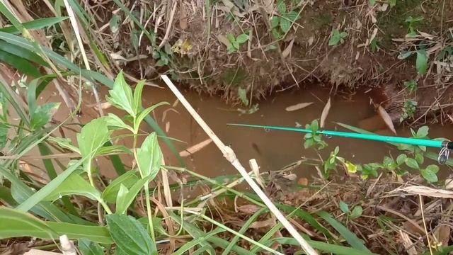 Mancing ikan predator CHANNA GACHUA. predatory fish fishing. mancing Anak vs bapak part 11 смотреть онлайн