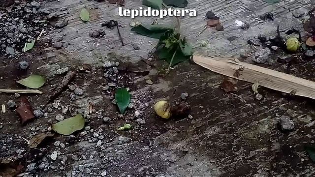 serangga cantik, Kupu-kupu cantik Euthalia monina I kupukupu I sir_angga смотреть онлайн