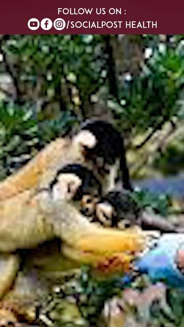 Monkey Pox | Monkey Pox Human Transmission | Socialpost Health | #shorts смотреть онлайн