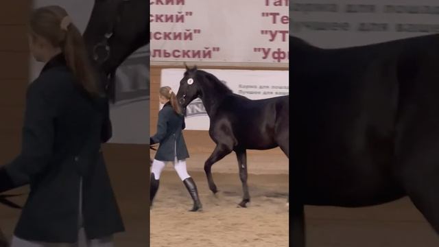 Аукцион орловской рысистой породы в МКЗ1: вороной жеребец Бармен смотреть онлайн