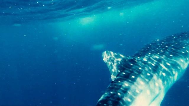 Maldives 2022 - Whale Shark смотреть онлайн