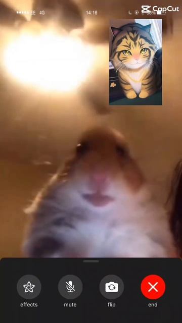 Hamster facetime #capcut #meme #funny смотреть онлайн