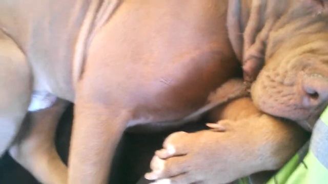 Hercules snoring смотреть онлайн