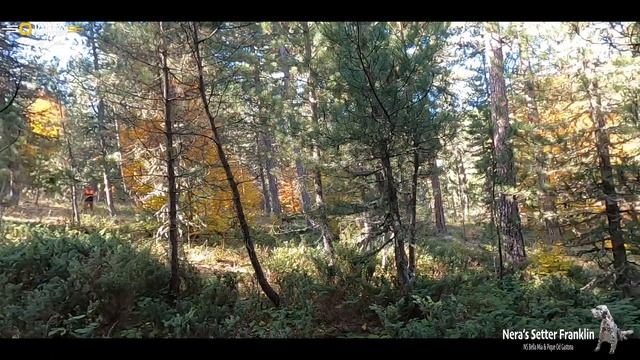 Woodcock Hunting İn Turkey (12)#beccaccia #woodcock #вальдшнеп μπεκάτσα смотреть онлайн