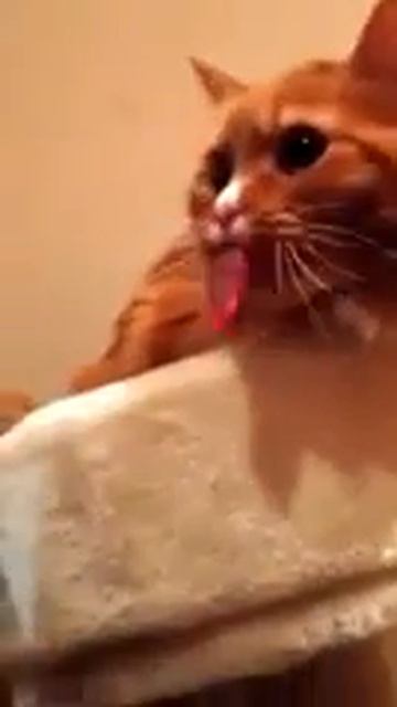 Реакция кота на звук скотча / The reaction a cat on the sound of scotch tape смотреть онлайн