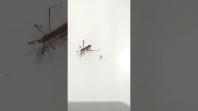Ants attack on giant Mosquito смотреть онлайн