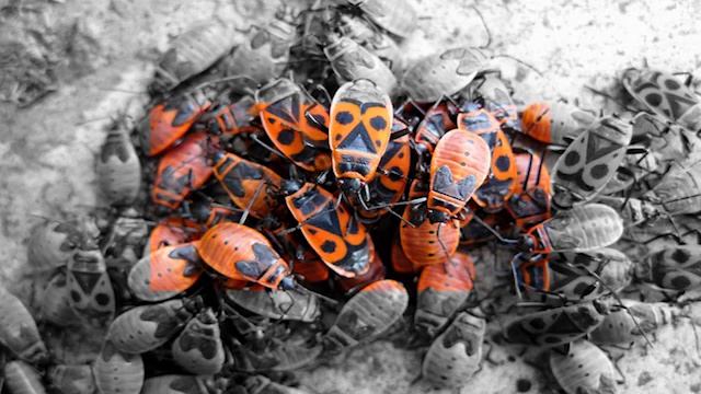 WTTM - Pyrrhocoris смотреть онлайн
