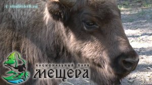 Путешествия по Мещере. Национальный парк "Мещера". Особо охраняемые природные территории России.