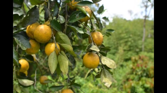 Organic Food Forest смотреть онлайн