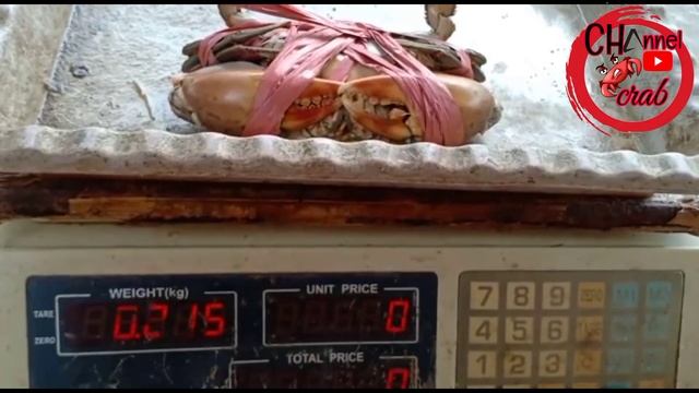 HARGA KEPITING EKSPOR BULAN APRIL 2023 @ChannelCrab смотреть онлайн
