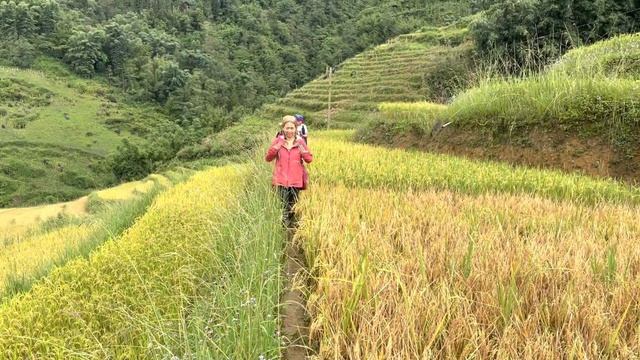 Hiking in the Yellow Rice Paddies of Sapa in Vietnam September 2022 смотреть онлайн