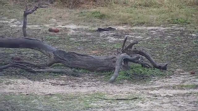 Djuma: Slender Mongoose - 06:50 - 10/26/21 смотреть онлайн