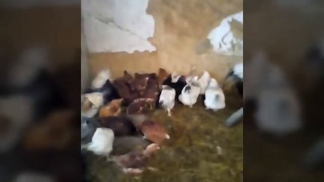 Приболь на курах смотреть онлайн