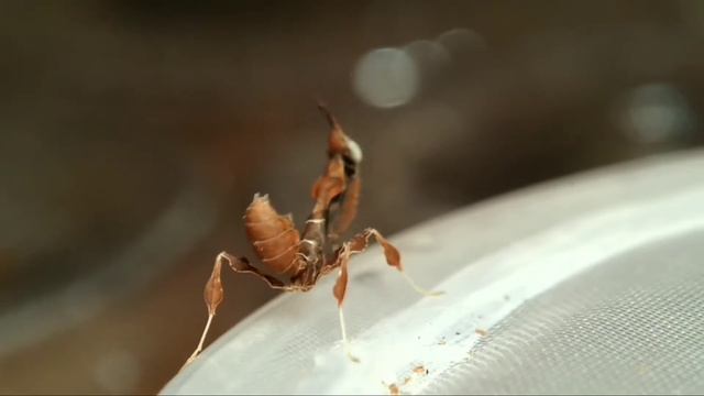 Phyllocrania Paradoxa L2 смотреть онлайн