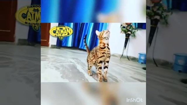 King faateh bengal Cat #harooncatman #persiancat #persiankitten #bengalcat #bengalkitten смотреть онлайн