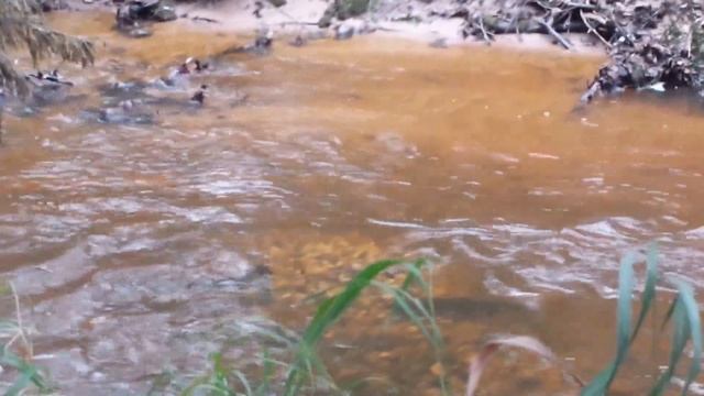 Sea trout spawning смотреть онлайн