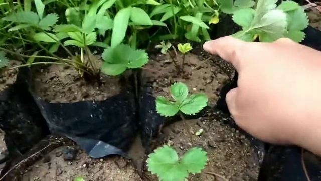 Update hasil dari media tanam campuran kascing || tanaman lebih subur смотреть онлайн