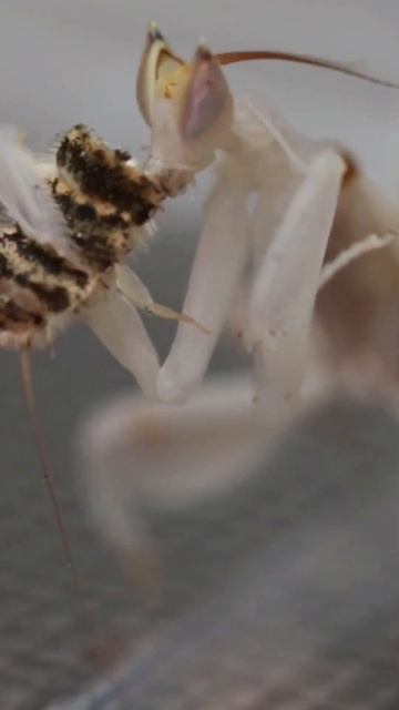 Orchid mantis Hymenopus coronatus eats firebrat -timelapse- #shorts смотреть онлайн