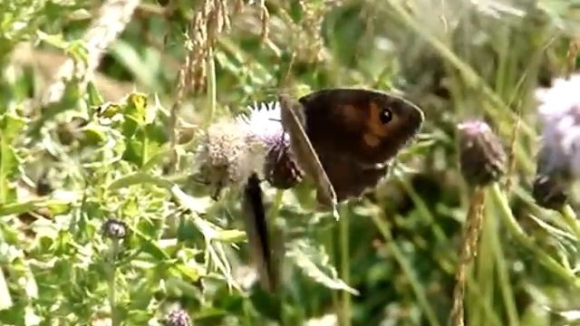 Butterflies of Dorset смотреть онлайн