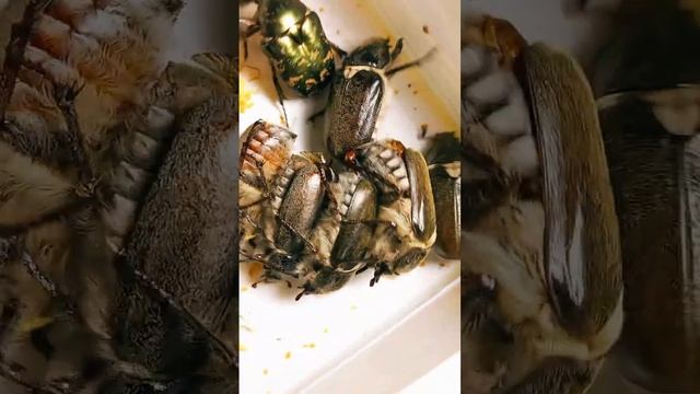 ЗООПАРК ЖУКІВ🐞. ЧОМУ ЖУКИ ЛЮБЛЯТЬ СВІТЛО ТА ЛІТАЮТЬ ВВЕЧЕРІ? Scarabaeidae, Lucanidae, Tenebrionidae смотреть онлайн