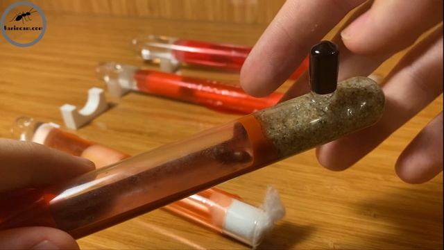 Yeni Kraliçeler! Cataglyphis, Pheidole, Plagiolepis ve Formica смотреть онлайн