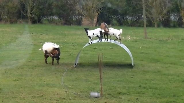 Невероятное чувство равновесия у коз смотреть онлайн