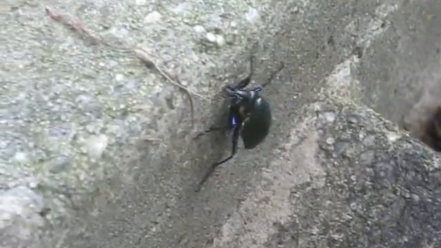 Calosoma﻿ scrutator - Fiery Searcher смотреть онлайн