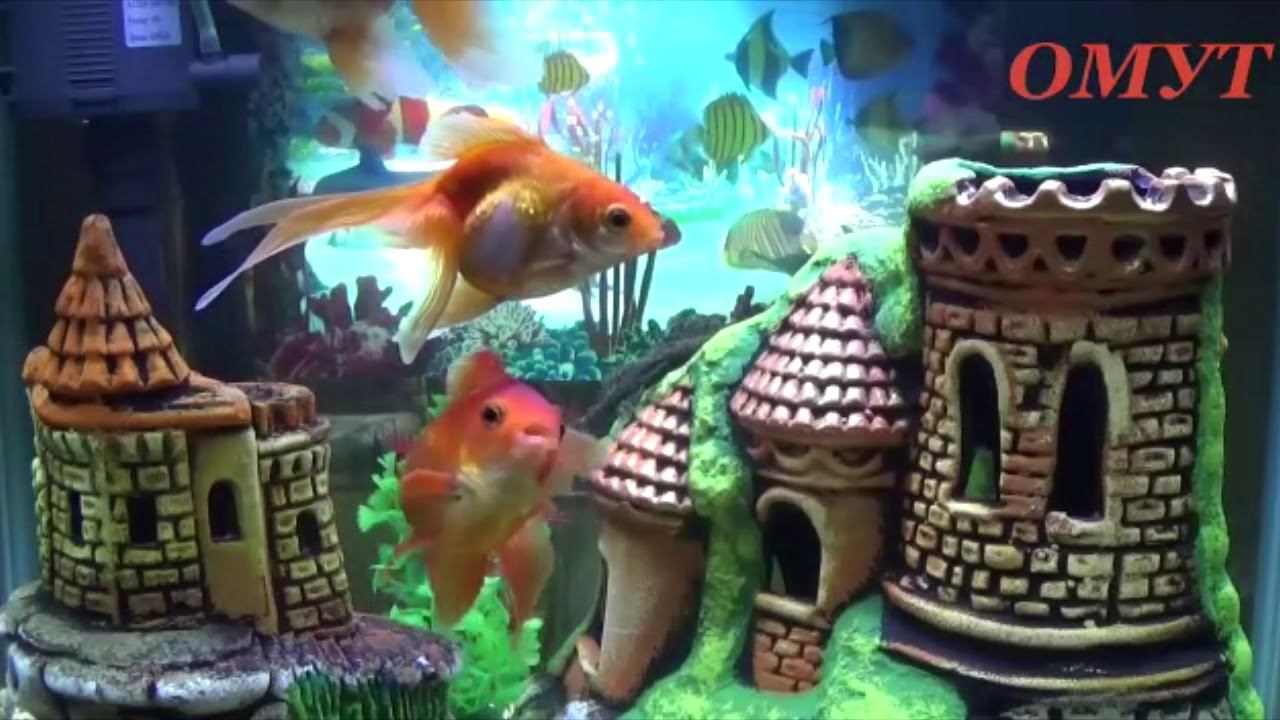 268. ИДЁМ по ПОДКЛАДАМ ПРАВИЛЬНО... смотреть онлайн