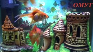 268. ИДЁМ по ПОДКЛАДАМ ПРАВИЛЬНО...