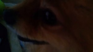 Моя собака персик{ влог}