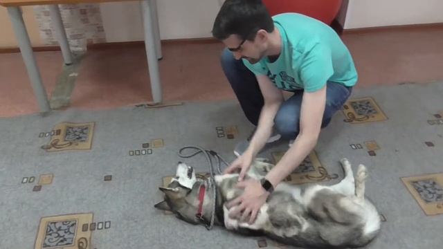 Хаски Малина смотреть онлайн