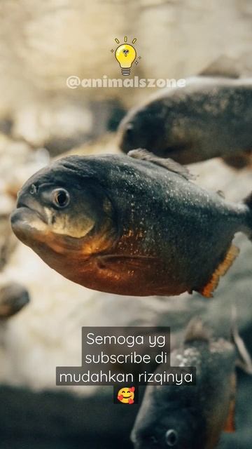 Piranha🐟#faktamenarik #faktaunik #shorts смотреть онлайн