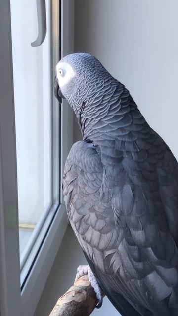 Жако Мидж: Что правда, то правда…🙂 #жако #попугай #говорящийпопугай #parrot #africangrey смотреть онлайн