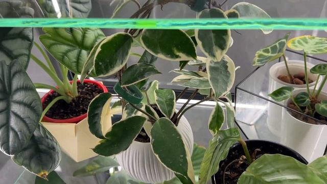 Коллекция комнатных растений в витрине. Полный обзор и задохлики. смотреть онлайн