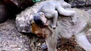 So Pity! Supper Cry-Jessie baby monkey Angry mom Sasha Not Feed Milk, Good time Maria Care Jessie.