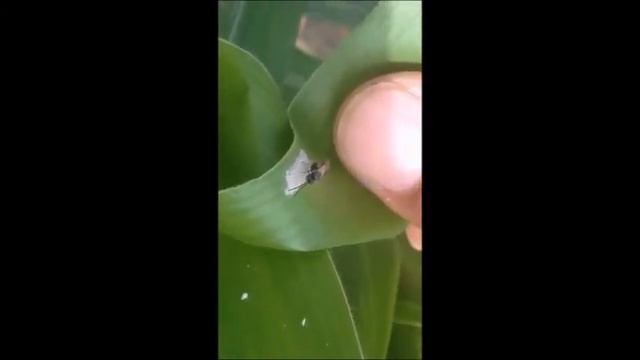 PARASITOIDE de Spodoptera frugiperda - Fundo "La Peña" смотреть онлайн