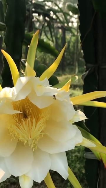 Dragon Flower pollination / Bee 🐝 pollination /опыление драконьего цветка/ пчелиное 🐝 опыление смотреть онлайн