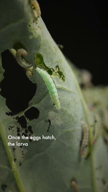 It’s the season for cabbages. But it’s also the season of the Diamondback Moth. смотреть онлайн
