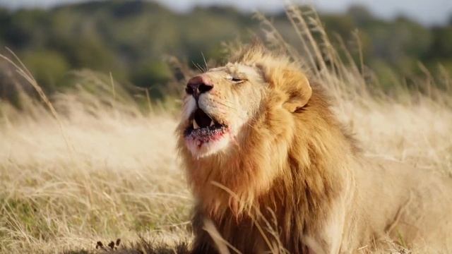 INACREDITÁVEL LEÃO MATA GUEPARDO SEM DÓ. смотреть онлайн
