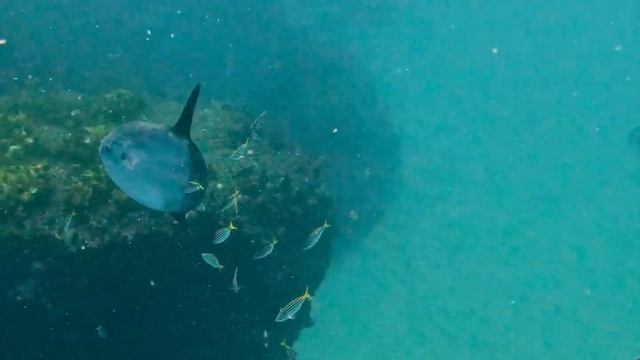 Mola mola (Ocean sunfish) at Jervis Bay смотреть онлайн